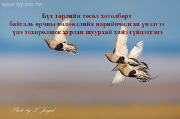 Бүх төрлийн төсөлд байгаль орчны нөлөөллийн нарийвчилсан үнэлгээ хурдан Бүх төрлийн төсөлд байгаль орчны нөлөөллийн нарийвчилсан үнэлгээ хурдан